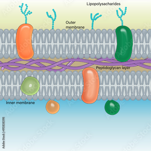 Detailed Structure of Cell Wall in Gram-Negative Bacteria: Scientific Illustration for Microbiology Research and Education on White Background photo