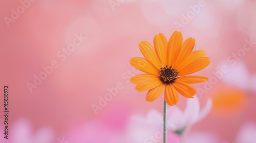 Pink Flower Against Soft Blurred Background in Daylight