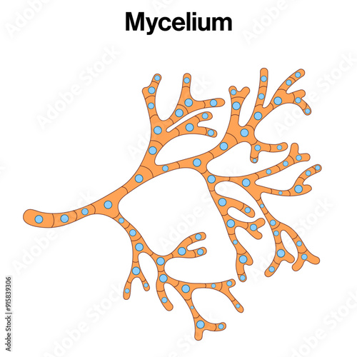 Detailed Structure of Mycelium: Comprehensive Vector Illustration for Fungal Biology, Mycology, and Environmental Science on White Background