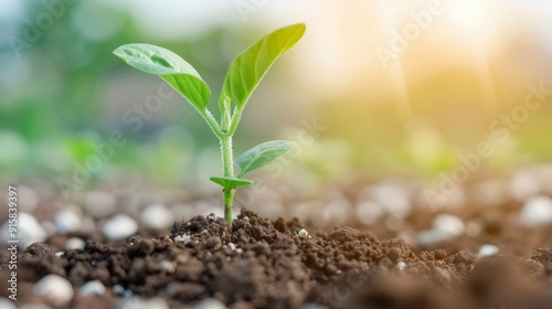Small Green Plant Emerging From Soil at Sunrise in a Fresh Garden Setting