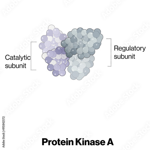 Detailed Protein Kinase A Structure with Subunits: Vector Illustration for Molecular Biology, Biochemistry, and Enzyme Function on White Background