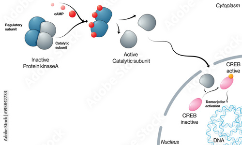 Detailed Mechanism of Protein Kinase A Activation: Vector Illustration for Molecular Biology and Biochemistry on White Background