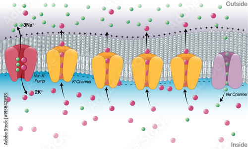 Mechanism of Generation of Resting Membrane Potential: Detailed Vector Illustration for Neurobiology and Cell Physiology on White Background