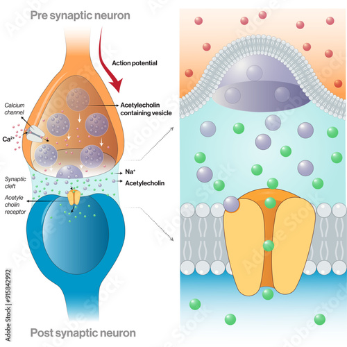 Mechanism of Nerve Impulse Propagation at Synapse Using Acetylcholine Receptor, Detailed Vector Illustration on White Background for Neurobiology and Science Education