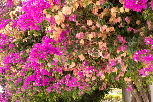 A vibrant tapestry of pink and cream bougainvillea flowers in full bloom