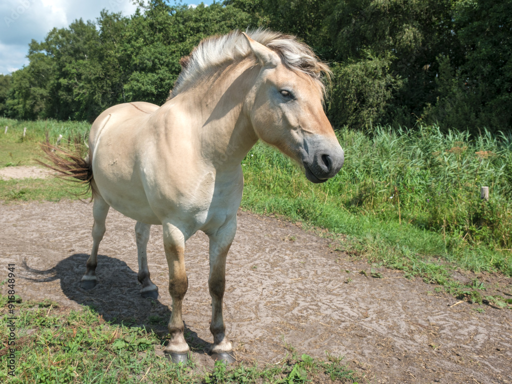 Fototapeta premium Konik horses - Konikpaarden Weerribben-de Wieden Wanneperveen