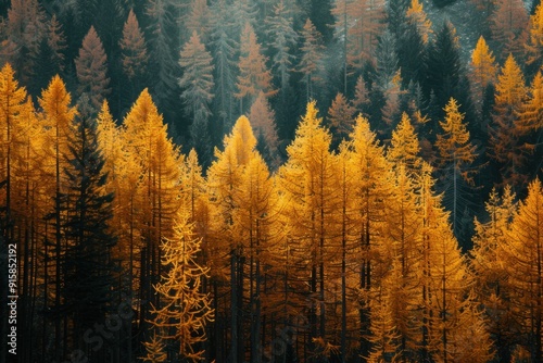 A forest of larch trees in autumn, their leaves glowing golden against the dark background Generative AI