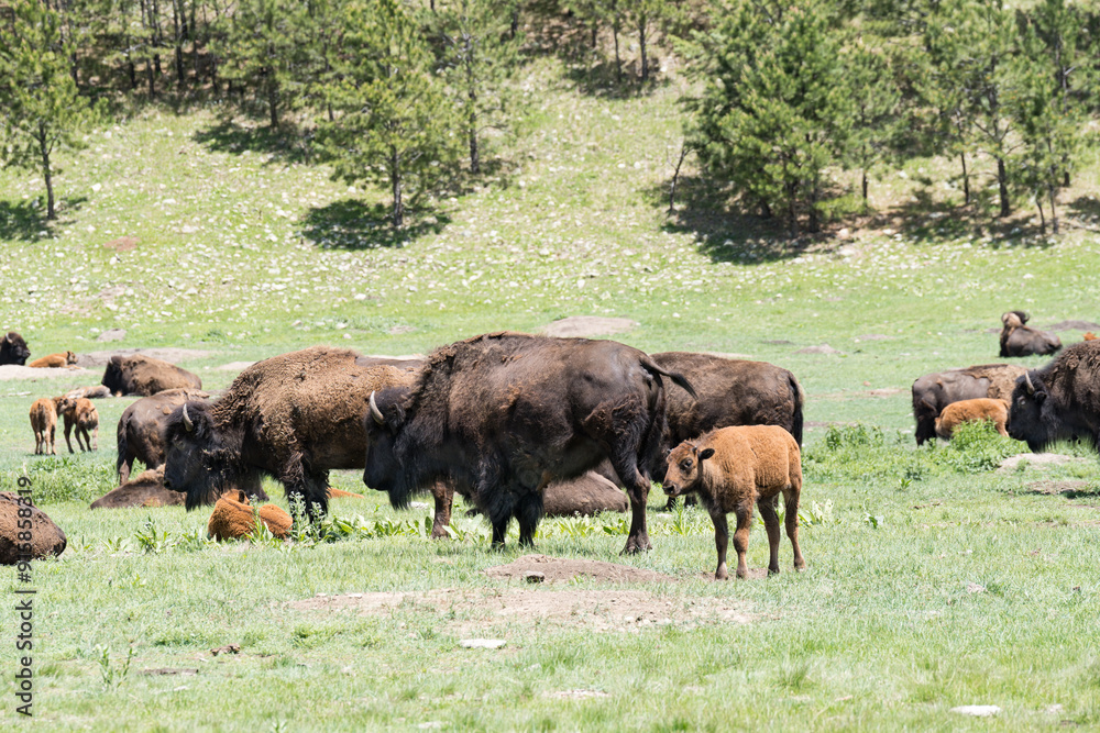 Custer State Park Bison herd along the highway Custer State Park Bison herd along the highway