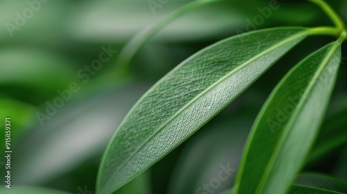 Close-Up of Water Droplets on Green Leaves After a Rain Shower in a Lush Garden