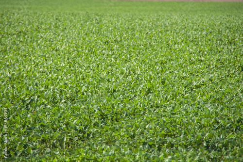 green grass background