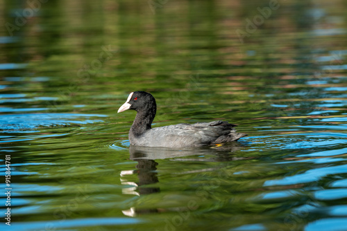 ducks in the pond in Oslo Norway in summer asking for food