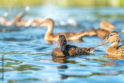 Fototapeta Naklejka Na Ścianę i Meble -  ducks in the pond in Oslo Norway in summer asking for food