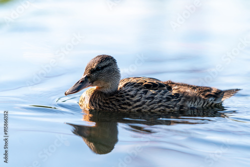 ducks in the pond in Oslo Norway in summer asking for food