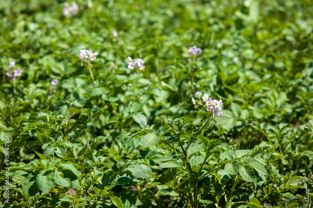 Potato flower on the field