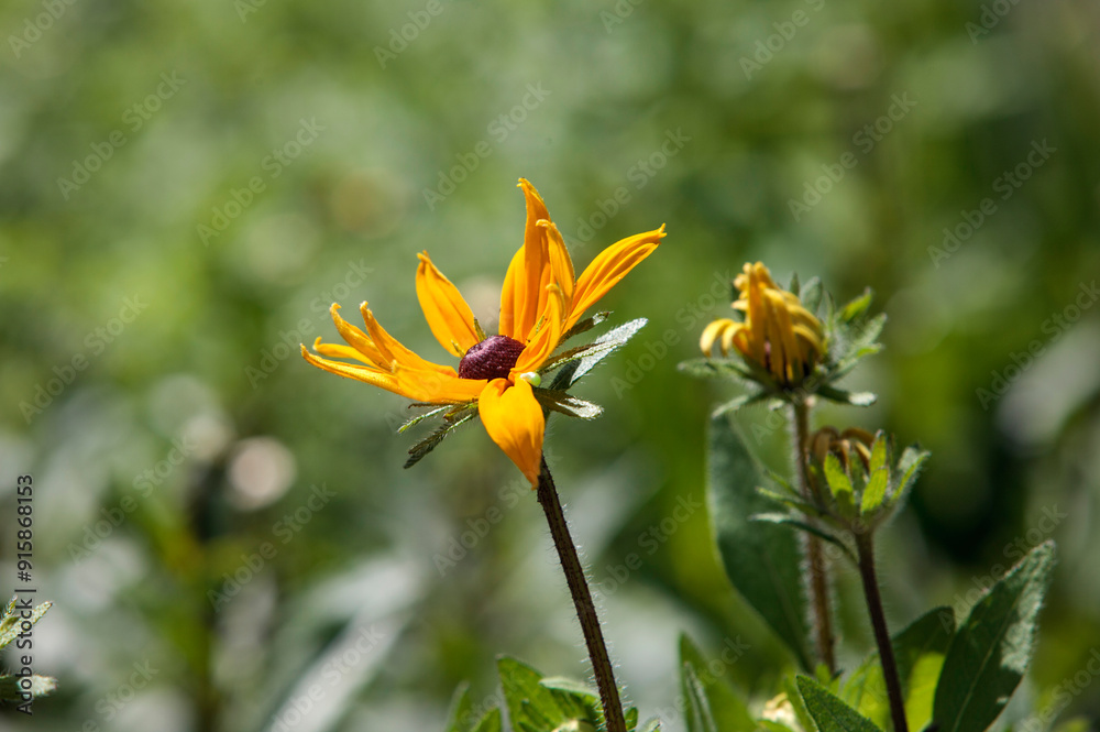 Fototapeta premium flowers in the garden