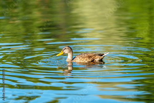 Photography ducks swimming in the pond in Oslo city center in norway in summer