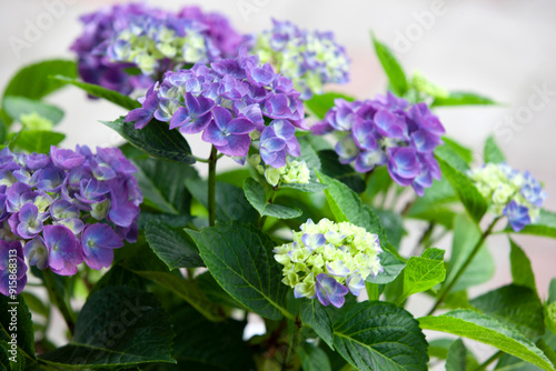 flowers in the garden