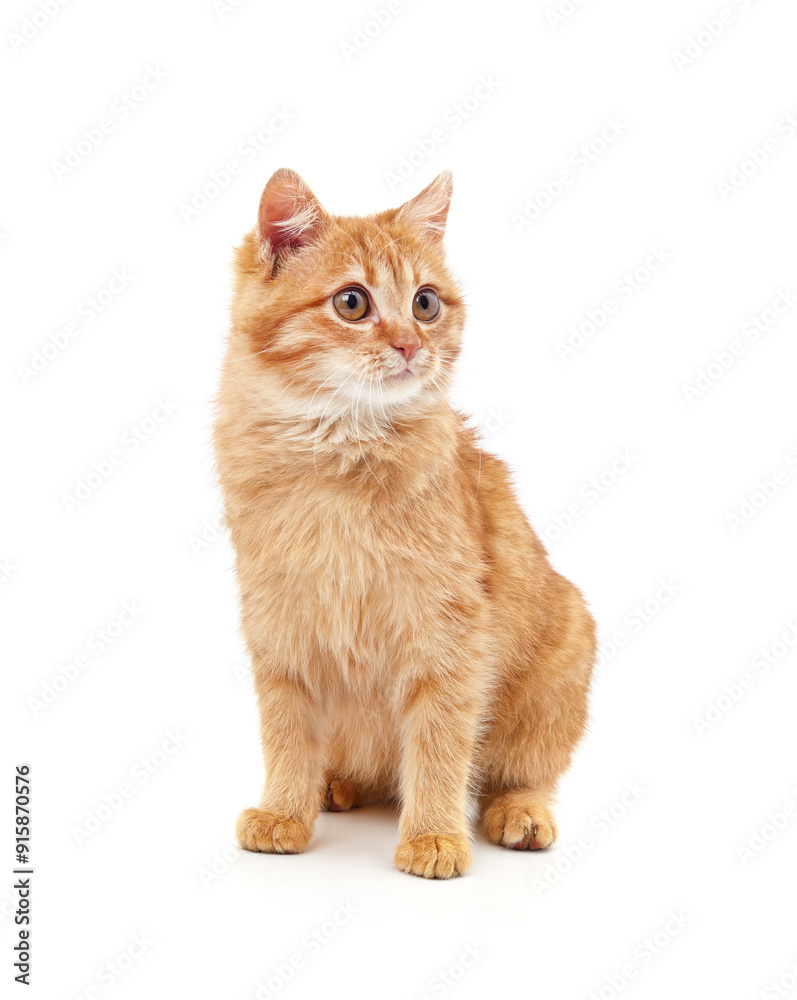 Obraz premium One red cat.