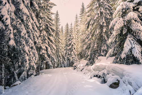 Snow covered road among giant high spruces in sunny winter day. Bulgarian mountains, Pirin national park near Bansko.