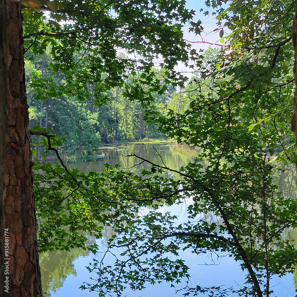Fototapeta premium Pond Through Trees