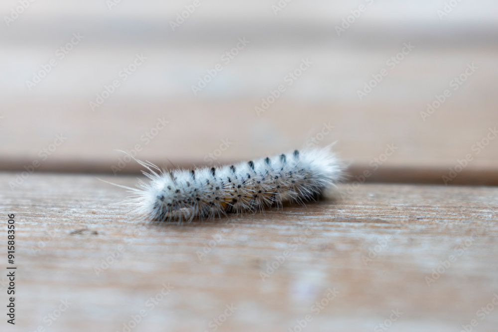 hickory tussock moth caterpillar hickory tussock moth caterpillar