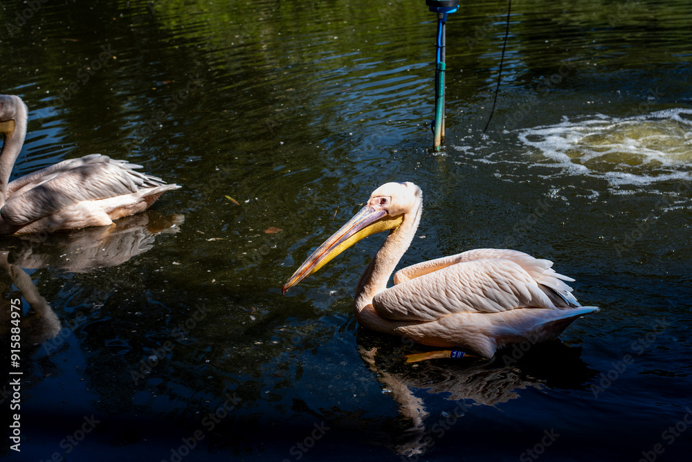 A Great White Pelican (Pelecanus onocrotalus) swimming in the waters of lake A Great White Pelican (Pelecanus onocrotalus) swimming in the waters of lake