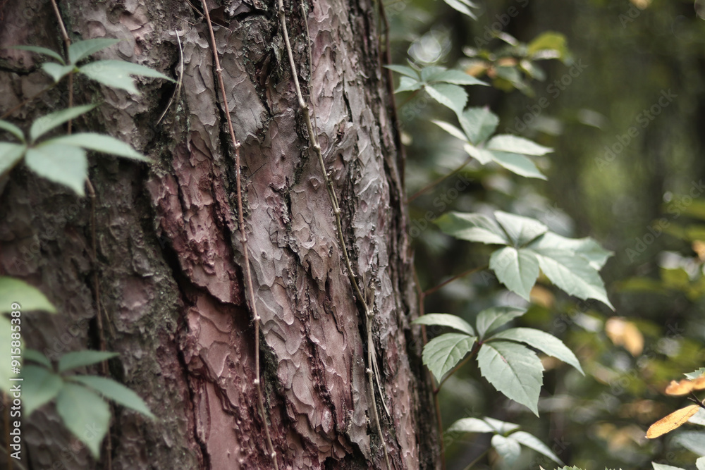 Pine trunk covered with a vine with five-leaf grapes. A tree covered with wild grapes. Green leaves of wild grapes against a background of pine bark close-up. Natural background, forest Pine trunk covered with a vine with five-leaf grapes. A tree covered with wild grapes. Green leaves of wild grapes against a background of pine bark close-up. Natural background, forest