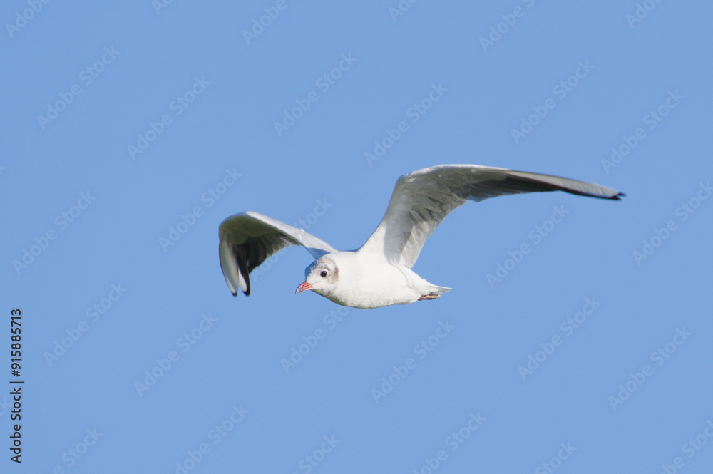 Chroicocephalus ridibundus aka Black-headed Gull is flying over the beach. Neusiedler see lake. Austria. Chroicocephalus ridibundus aka Black-headed Gull is flying over the beach. Neusiedler see lake. Austria.