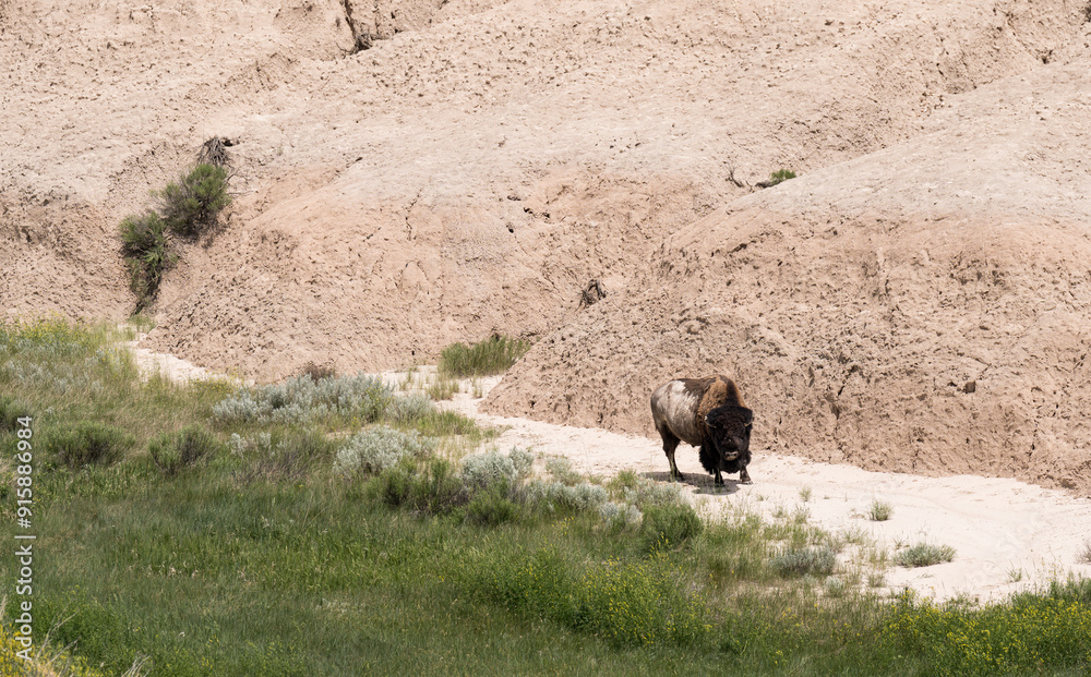 Fototapeta premium Badlands National Park South Dakota Bison grazing in the Valley