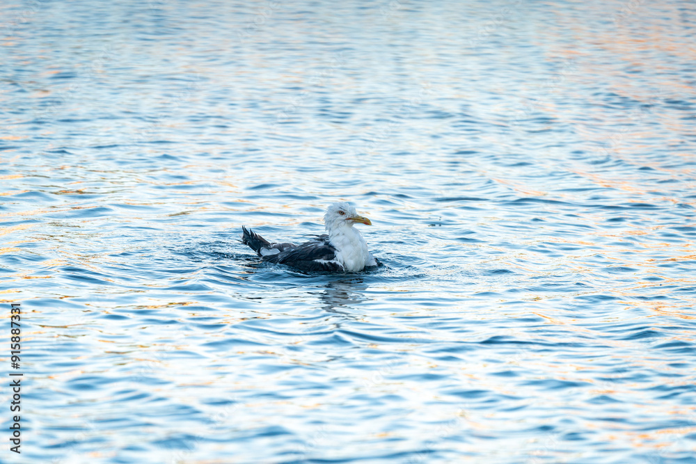 Fototapeta premium seagull diving into water looking for food in oslo norway summertime