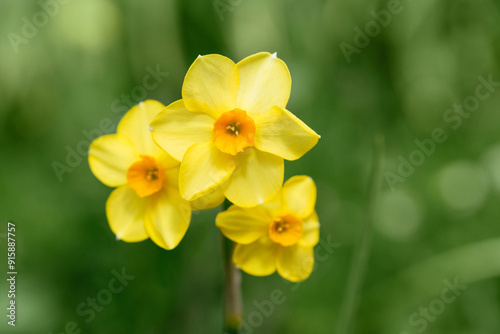 Beautiful yellow daffodil flower on green background closeup. Narcissus martinette is a variety with bright yellow flowers. Floral background or postcard. photo