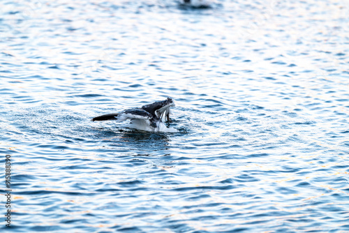 seagull diving into water looking for food in oslo norway summertime