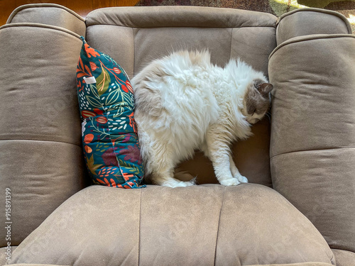 View from above of a Ragdoll cat sleeping on a chair photo