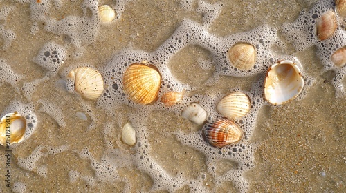Fotografia Wet Sand Texture with Shells, background, sea