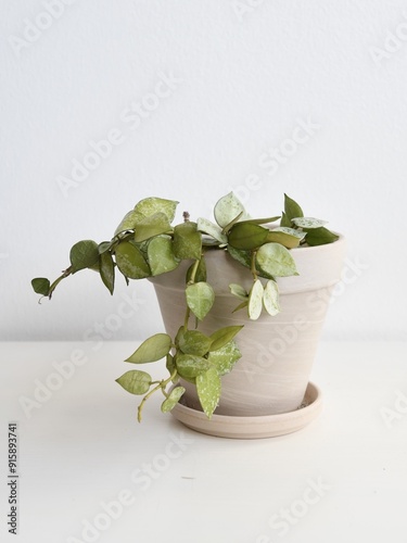 Hoya krohniana 'Eskimo', vining houseplant with silver and green leaves. Isolated on a white background. Portrait orientation. 