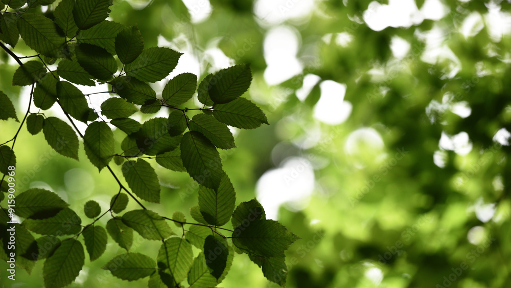 A beautiful fresh green leaf highlighted by the sun. beautiful green background, young leaves. nature in spring or summer. the concept of the freshness of a forest or park. beauty of nature copy space A beautiful fresh green leaf highlighted by the sun. beautiful green background, young leaves. nature in spring or summer. the concept of the freshness of a forest or park. beauty of nature copy space