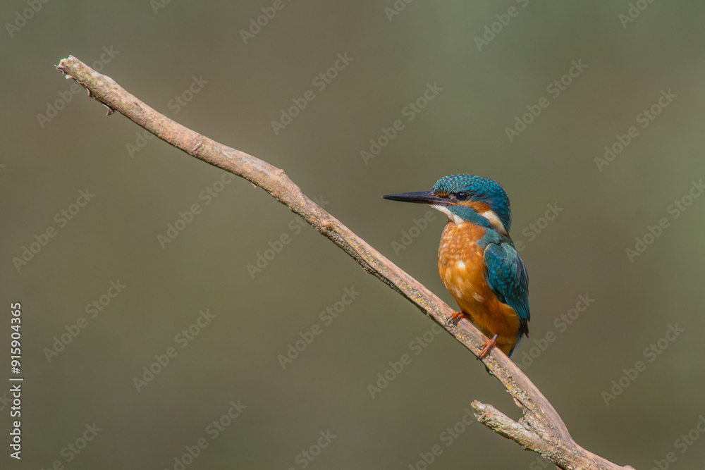 Fototapeta premium Common European Kingfisher (Alcedo atthis) perched on a stick above the river and hunting for fish. This sparrow-sized bird has the typical short-tailed, large-headed kingfisher profile.