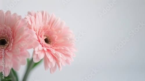 Pink Gerbera Daisies in Elegant Display Against Soft Background