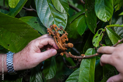 Witch's broom plague on cupuaçu tree photo