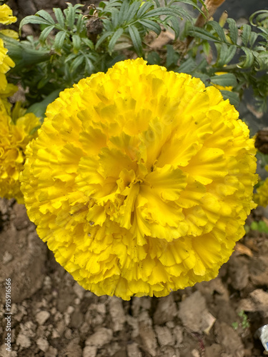 yellow flower blooming 