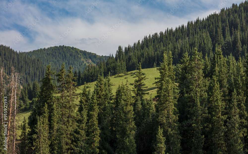 pine forest in the mountains pine forest in the mountains
