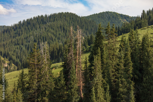 forest in the mountains