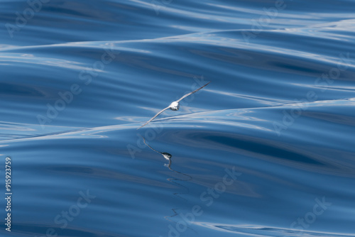 Fotografía Northern fulmar, Arctic fulmar - Fulmarus glacialis soaring over blue waves