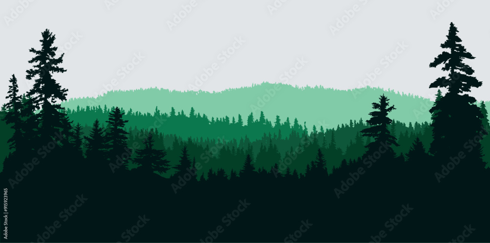 Obraz premium Panoramic coniferous woodland silhouette background