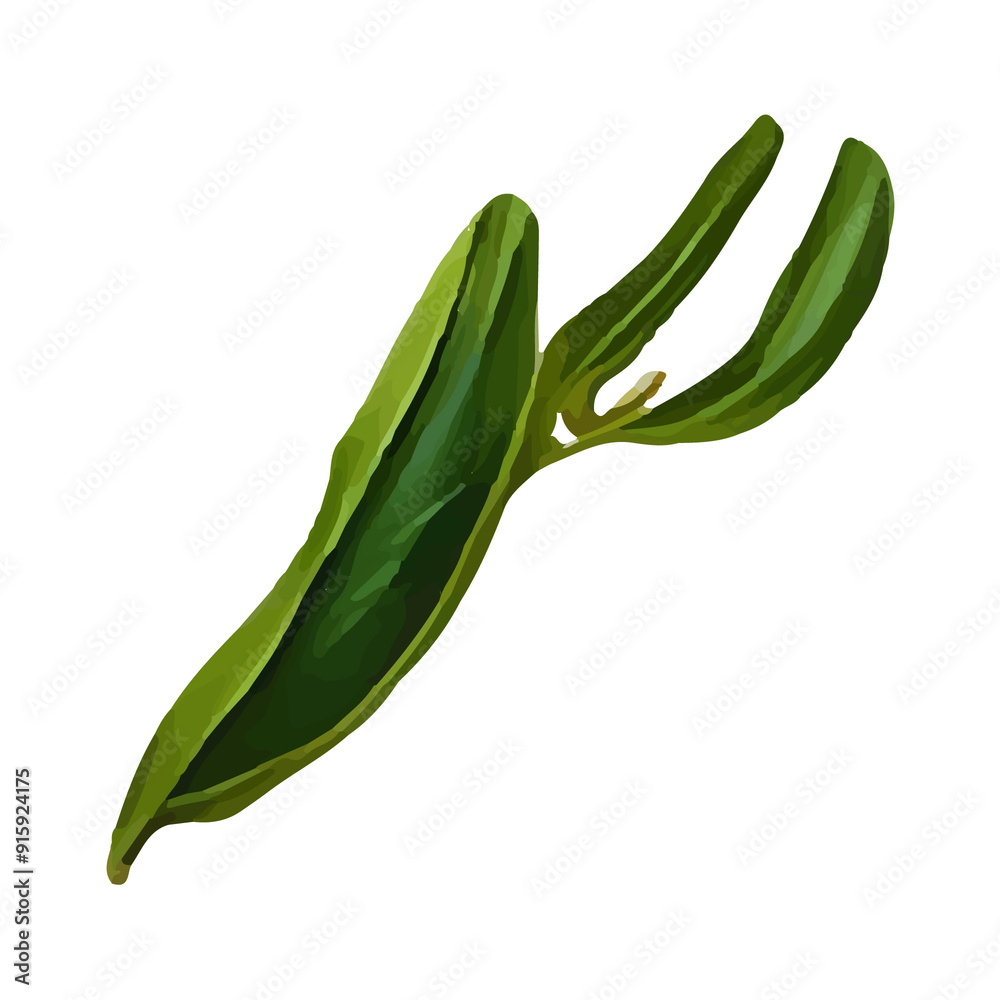 Green leaf pod isolated on white background. Green leaf pod isolated on white background.