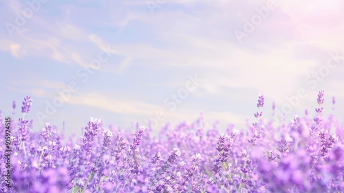 Lavender Field Under a Soft Sky