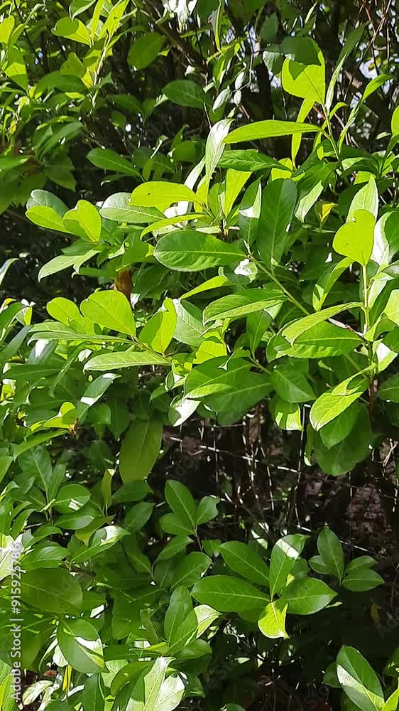 Vertical video of movement through green foliage along bushes Vertical video of movement through green foliage along bushes