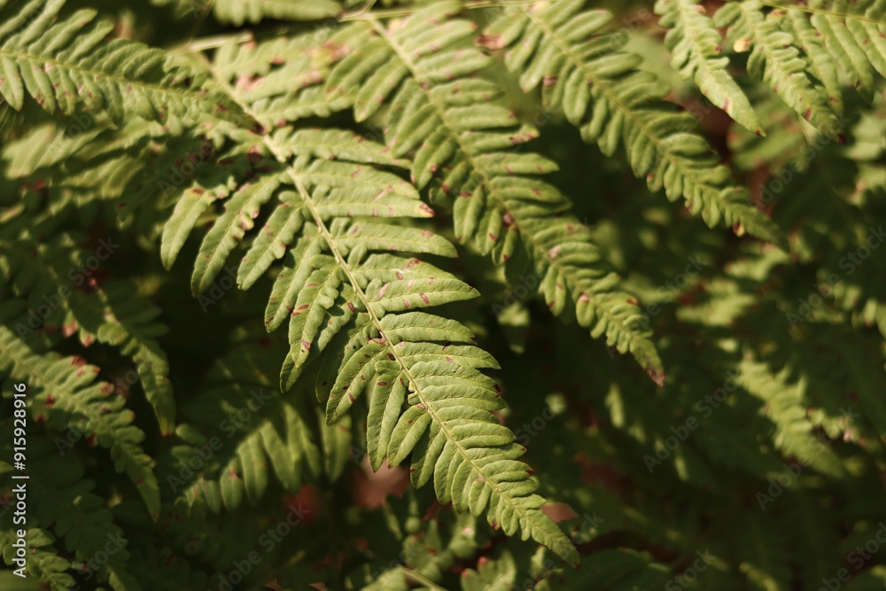 Green fern leaves with spots. Ferns in the forest in summer, close-up. Vegetation. Natural background. Fern growing on the forest floor Green fern leaves with spots. Ferns in the forest in summer, close-up. Vegetation. Natural background. Fern growing on the forest floor