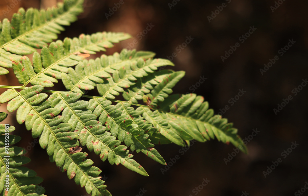 Green fern leaves with spots. Ferns in the forest in summer, close-up. Vegetation. Natural background. Fern growing on the forest floor Green fern leaves with spots. Ferns in the forest in summer, close-up. Vegetation. Natural background. Fern growing on the forest floor