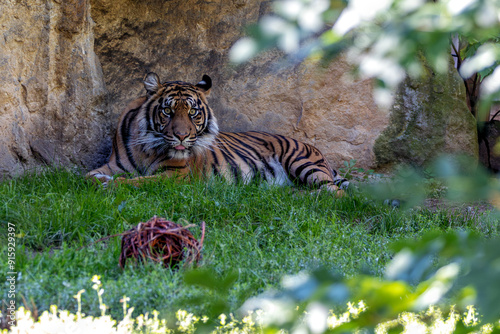 Malayan Tiger (Panthera tigris jacksoni) in the Rainforests of Peninsular Malaysia photo